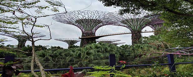 Marina Bay Sands 'Trees'
